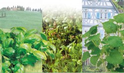 basil_cress_lemon-balm