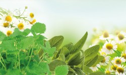 chamomile_balm_sage