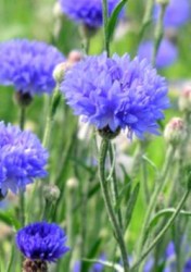 cornflower