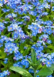 forget-me-not