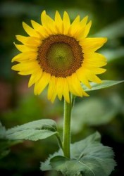 mini-sunflower