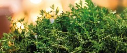 mugwort_thyme