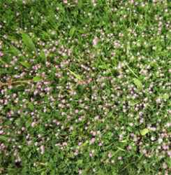 persian-clover