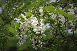 robinia